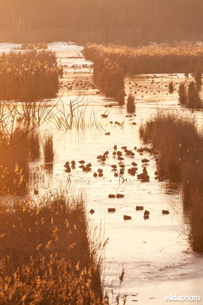 Watervogels bij zonsopgang