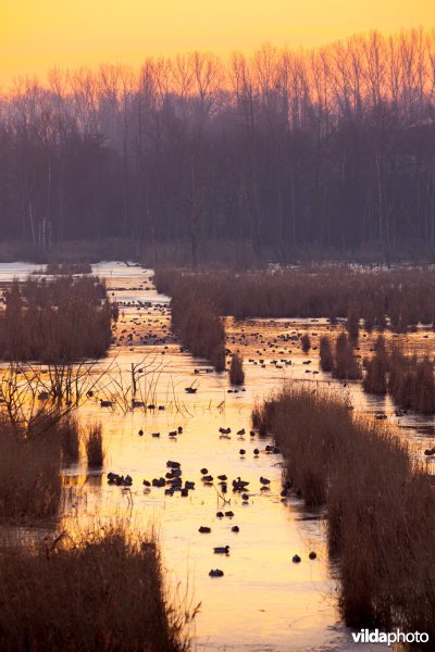 Watervogels bij zonsopgang