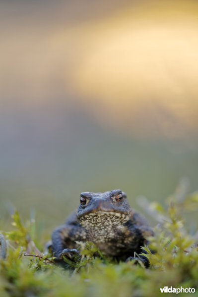 gewone pad bij zonsondergang