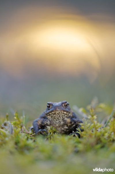 gewone pad bij zonsondergang