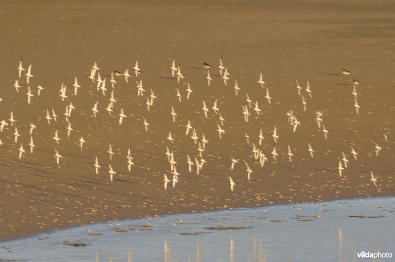 Een vlucht Kanoetstrandlopers