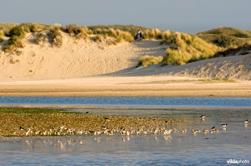 Scholeksters en Kanoeten