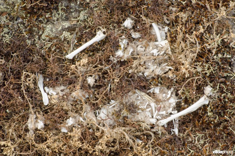 Prooiresten van een oehoe