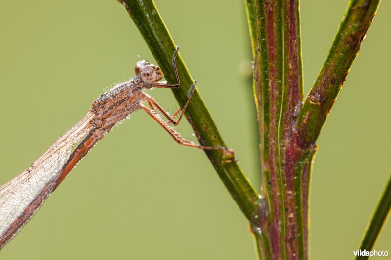 Overwinterende Noordse winterjuffer