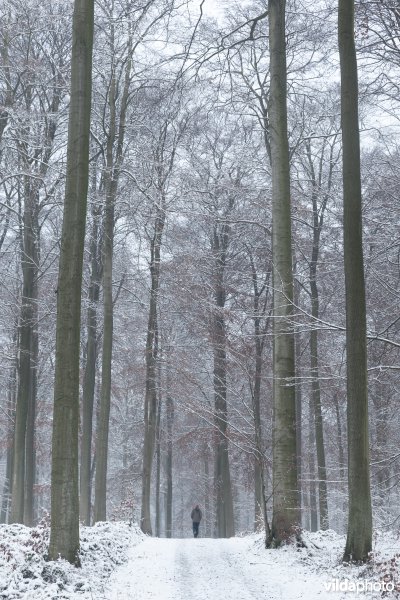 Wandelaar in een besneeuwd bos