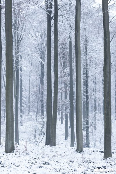 Besneeuwd bos