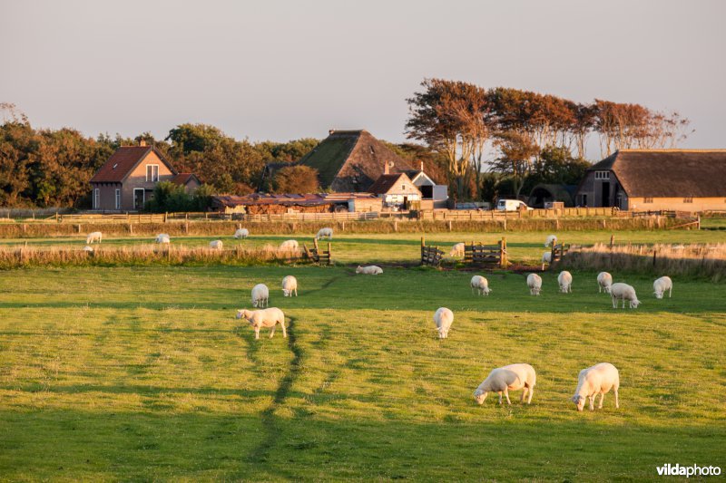 Schapen en tuunwallen