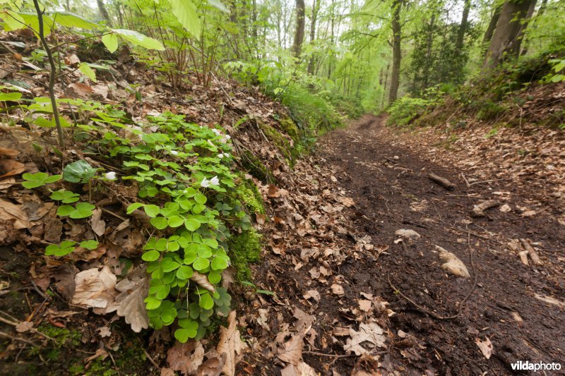 Veursbos-Roodbos-Vossenaerde