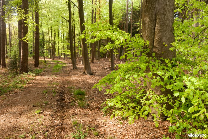 Veursbos-Roodbos-Vossenaerde