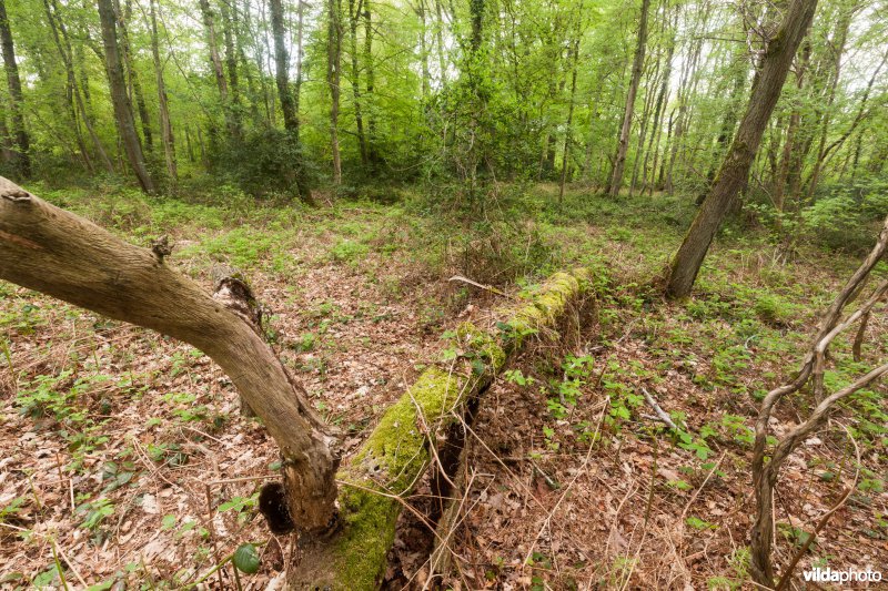 Veursbos-Roodbos-Vossenaerde