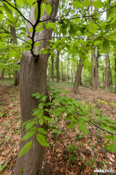 Veursbos-Roodbos-Vossenaerde