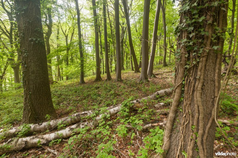 Veursbos-Roodbos-Vossenaerde