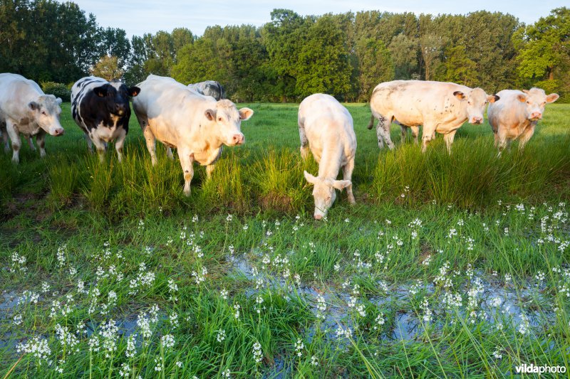 Koeien aan oude meander