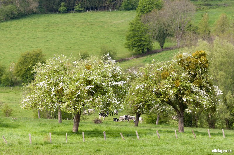 Boomgaard in bloei