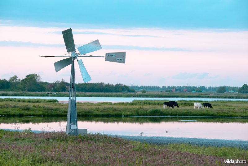 Molentje in de Eilandspolder
