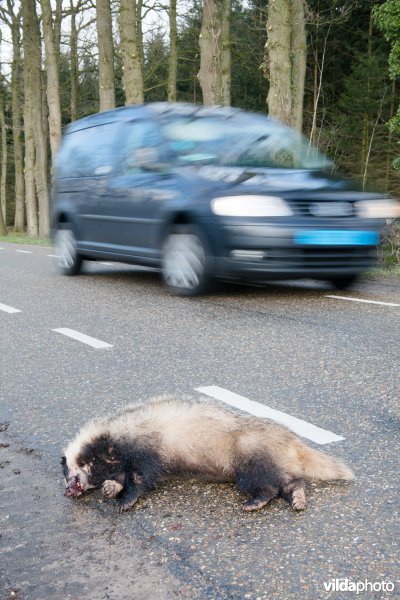 Dode das langs een landweg