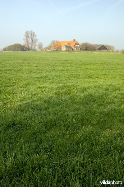 Engels raaigras in weiland