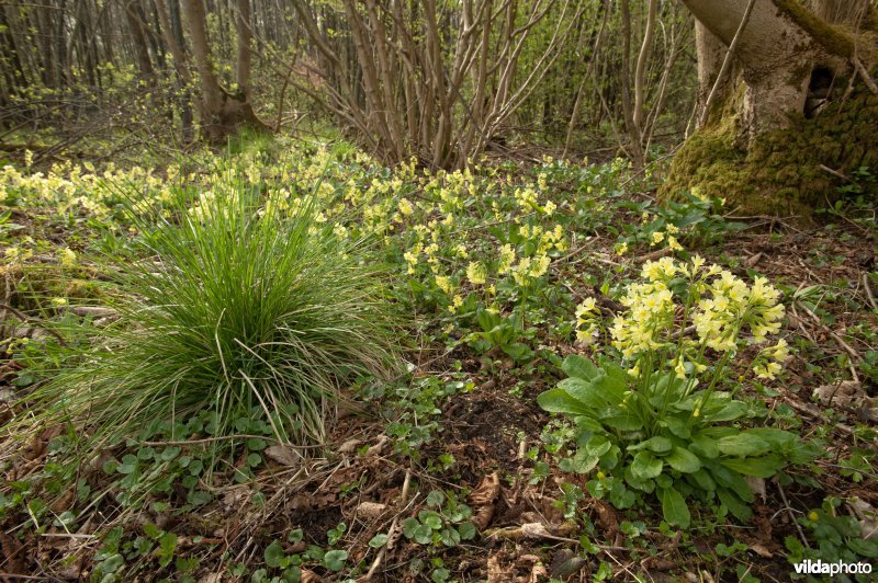 Slanke sleutelbloem in hakhoutbos