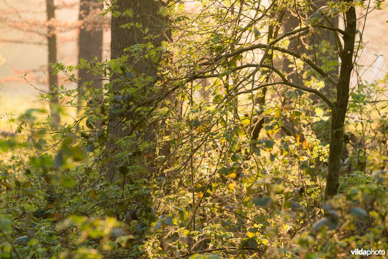 Impressie van een loofbos