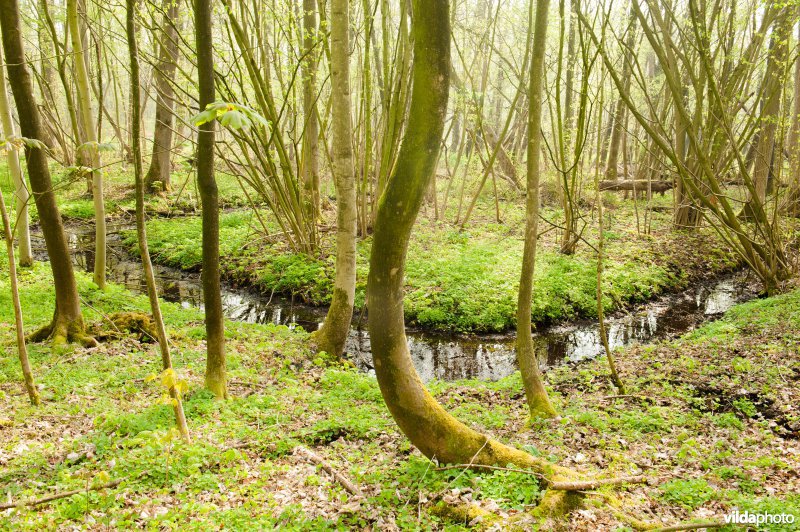 Essen in een broekbos