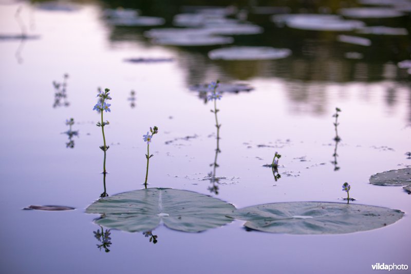 Waterviolier