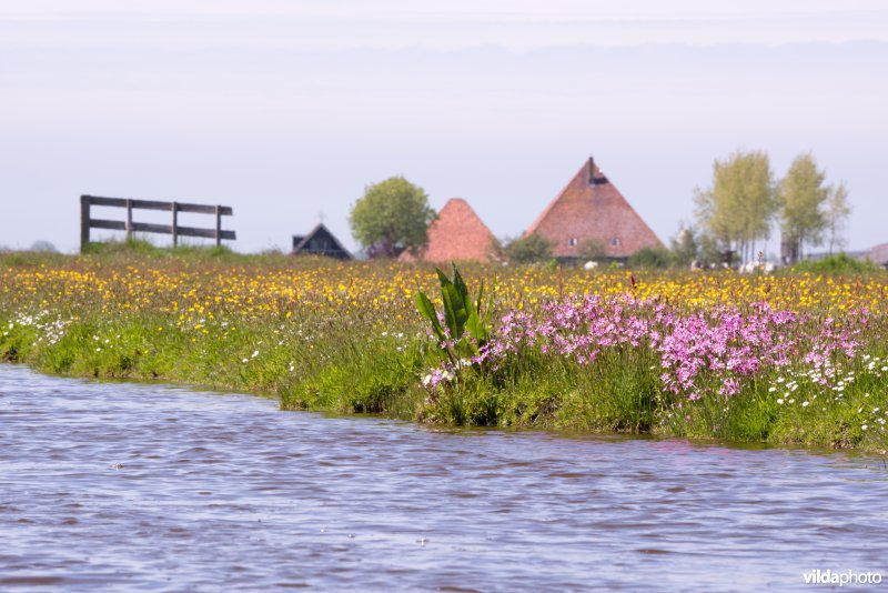 Echte koekoeksbloemen in Eilandspolder