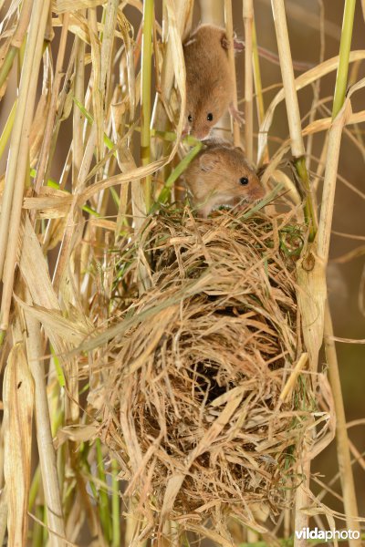 Dwergmuisjes op nest