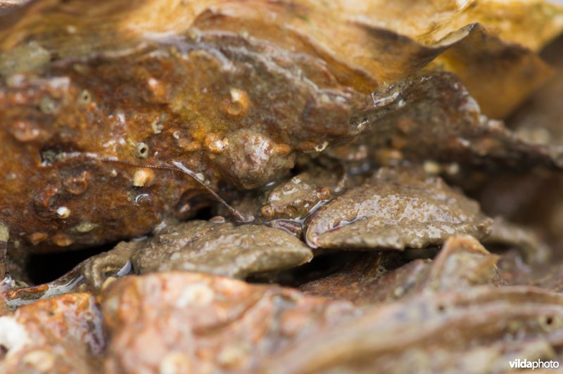 Harig porceleinkrabbetje tussen de japanse oesters