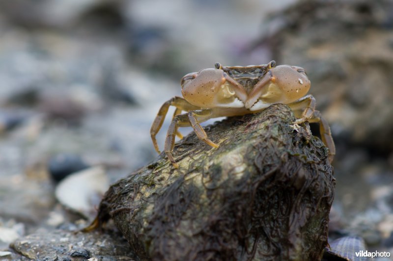 Penseelkrab
