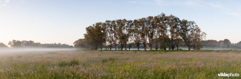 Knotwilgen in de ochtendnevel