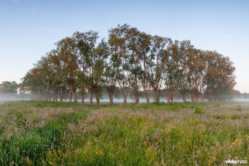 Knotwilgen in de ochtendnevel