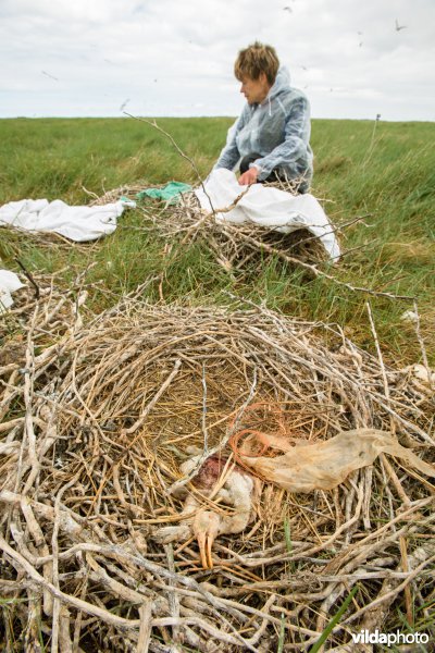 Dood lepelaarskuiken met plastic op nest