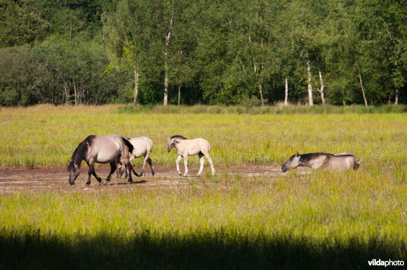 Begrazing door paarden