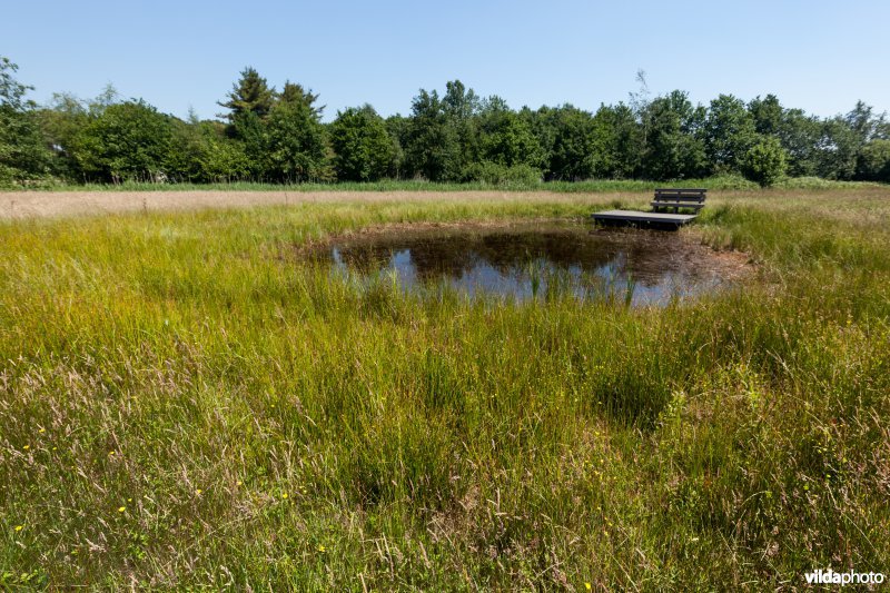 Poel met kijkplatform