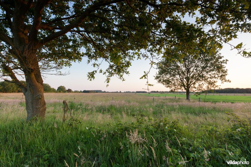 Extensief landbouwlandschap