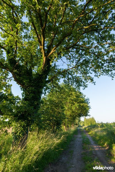 Wandelpad