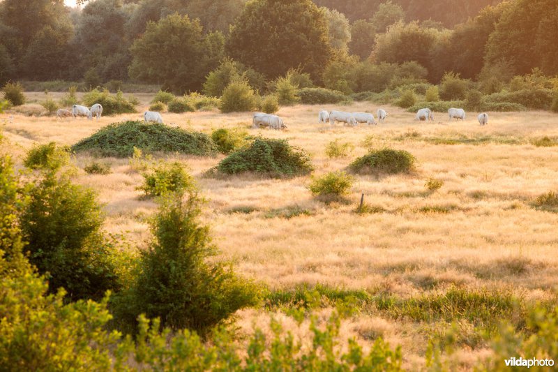 Begrazing