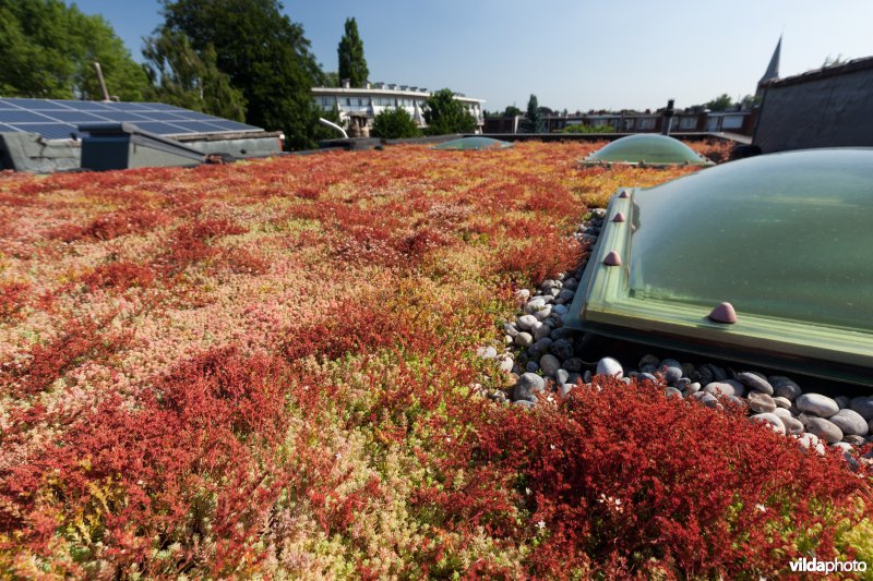 Groendak in stedelijke omgeving