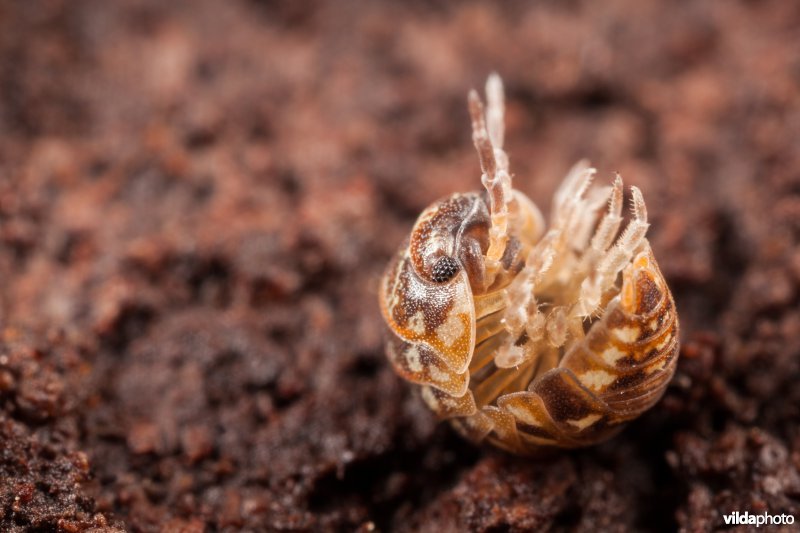 Kleuroproller