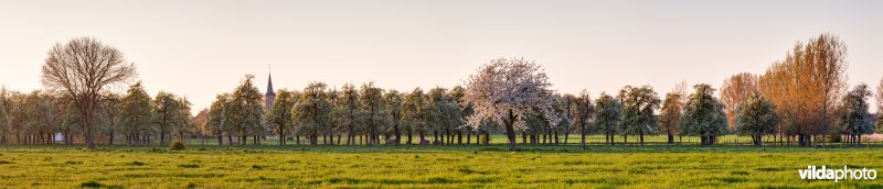 Perenboomgaard