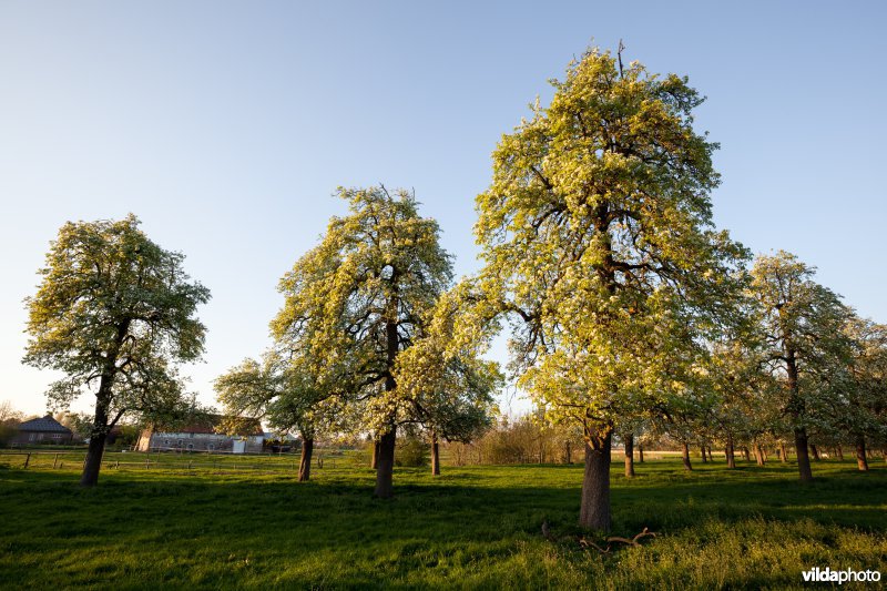 Perenboomgaard