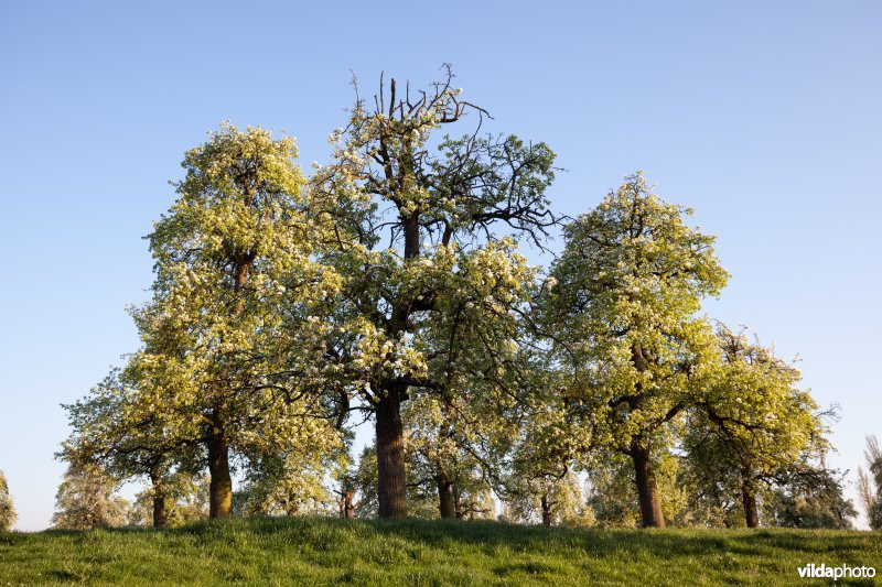 Perenboomgaard