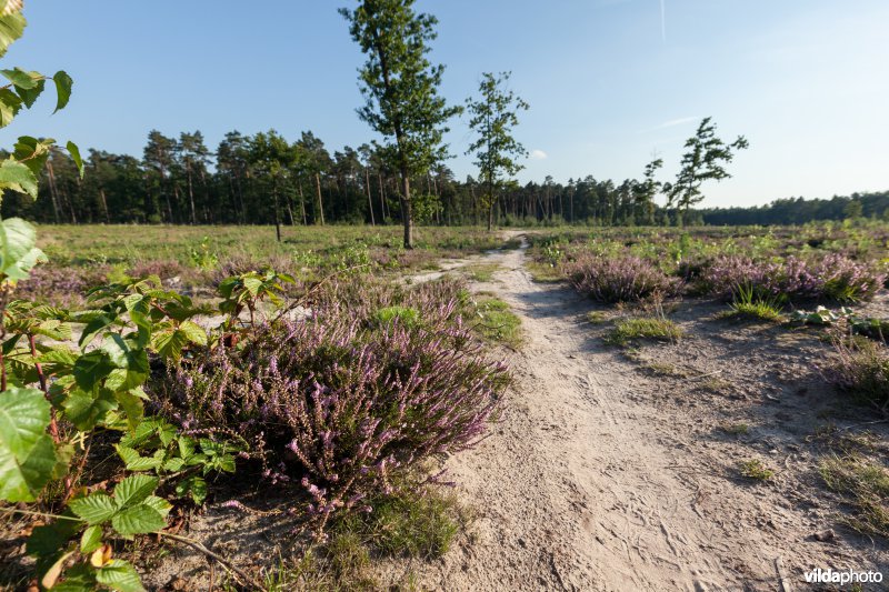 Kronkelend wandelpad