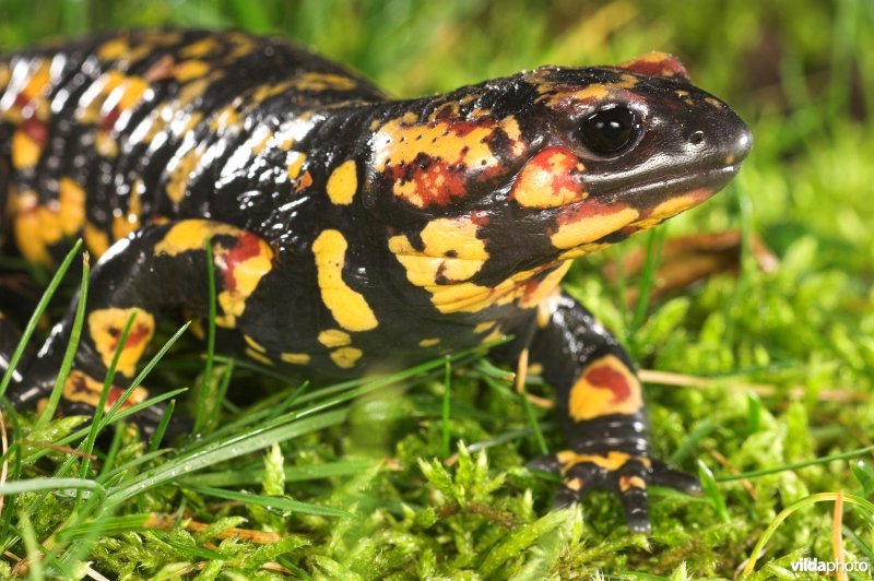 Portugese vuursalamander