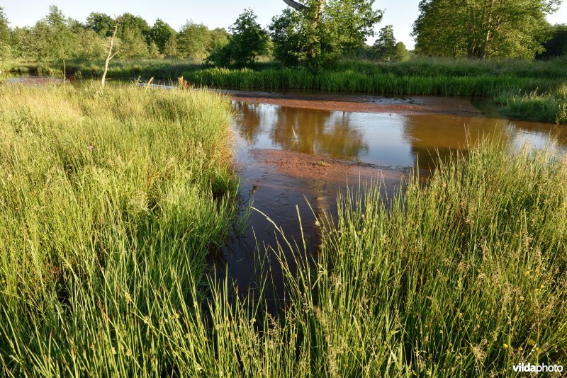 Natuurreservaat De Vennen