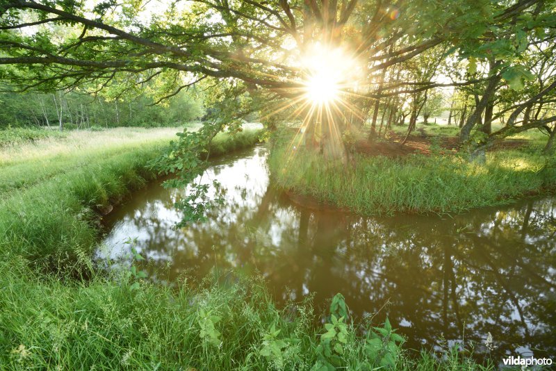 Natuurreservaat De Vennen