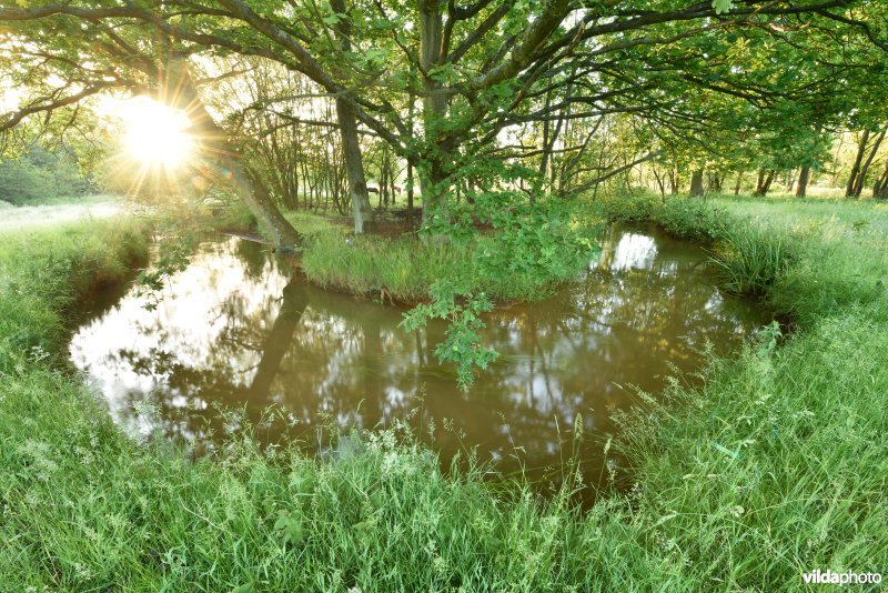 Natuurreservaat De Vennen