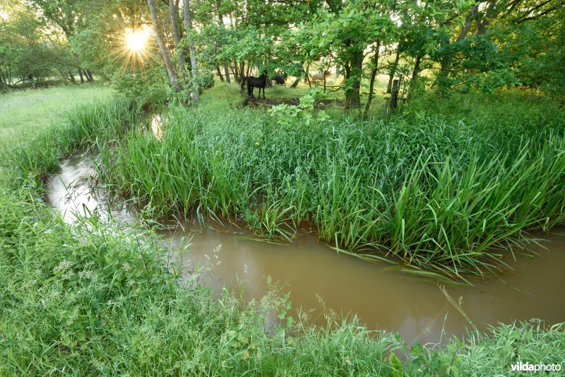 Natuurreservaat De Vennen