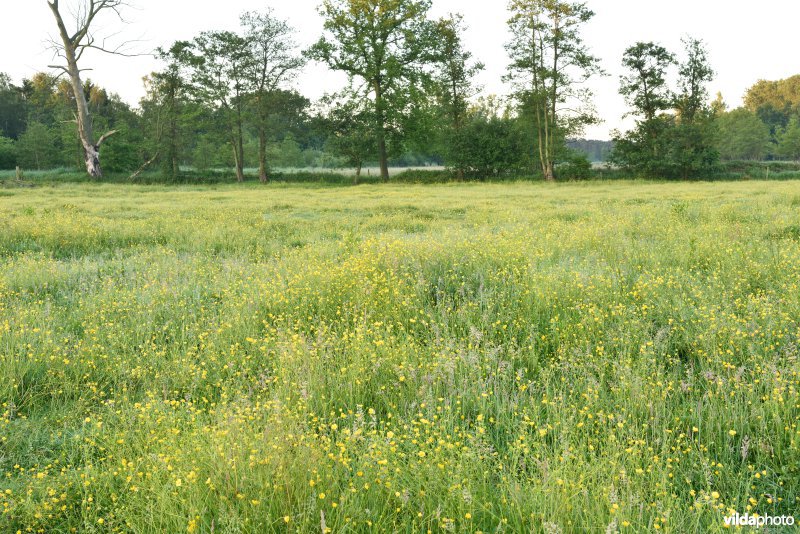 Natuurreservaat De Vennen