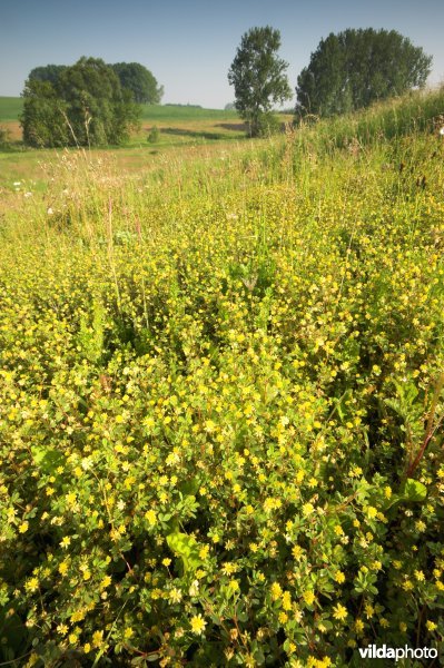 Kleine klaver in het Rosdel